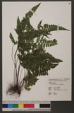 Lindsaea javanensis Blume T