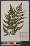 Dryopteris sparsa (Buch.-Ham. ex D. Don) O. Kuntze 