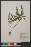 Lindsaea javanensis Blume T