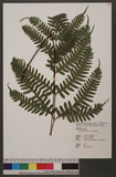 Pteris tokioi Masamune a