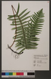 Goniophlebium formosanum (Baker) Rodl-Linder OWs