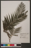 Cibotium taiwanense C. M. Kuo OW