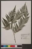 Cibotium taiwanense C. M. Kuo OW
