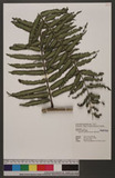 Angiopteris lygodiifolia Rosenst. [y
