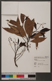 Machilus japonica Sieb. & Zucc. 