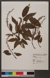 Prunus obtusata Koehne 臺灣椆李