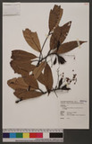 Machilus zuihoensis Hayata var. mushaensis (F. Y. Lu) Y. C. Liu C
