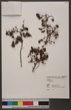 Rhododendron noriakianum T. Suzuki ӸY