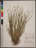 Carex nubigena D. Don ex Tilloch & Taylor EJ