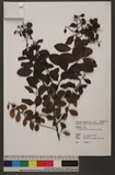 Flueggea virosa (Roxb. ex Willd.) Voigt ն