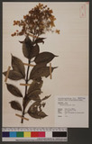 Hydrangea paniculata Sieb. Ȥ