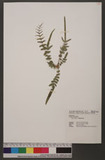 Pteris vittata L. \