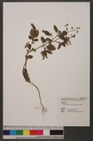 Dichrocephala integrifolia (L. f.) Kuntze Ӭd