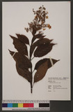 Hydrangea paniculata Sieb. Ȥ