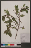 Ficus irisana Elme...