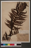Cyathea podophylla (Hook.) Copel. 