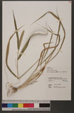 Setaria verticillata (L.) P. Beauv. ˨몯