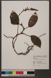 Goodyera grandis (Blume) Blume c