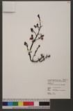 Erythrorchis altissima (Blume) Blume s