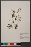 Bulbophyllum drymoglossum Maxim. ex Okubo U