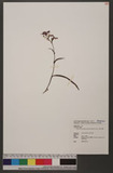 Ponerorchis takasago-montana (Masam.) Ohwi 高山紅蘭