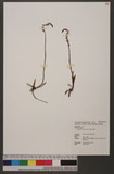 Spiranthes sinensis (Per.) Ames 