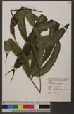 Pteris pellucidifolia Hayata ︭