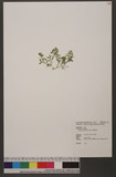 Selaginella leptophylla Bak. f