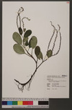 Trigonotis formosana Hayata var. elevatovenosa (Hayata) S. D. Shen & J. C. Wang x_a