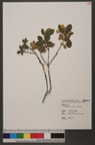 Rhododendron kawakamii Hayata 著生杜鵑