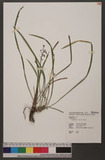 Ophiopogon reversus C. C. Huang 高節沿階草