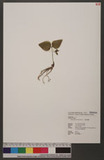 Cypripedium debile Reichb. f. 小喜普鞋蘭