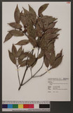 Neolitsea acuminatissima (Hayata) Kanehira & Sasaki ssl