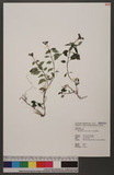 Ophiorrhiza hayata...