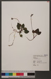 Pyrola alboreticulata Hayata 