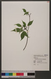 Helwingia japonica (Thunb.) Dietr. subsp. formosana (Kanehira & Sasaki) Hara & Kurosawa OWC