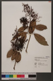 Viburnum sphaerocarpum Liu et Ou ۥͬ