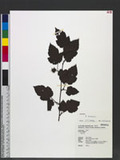 Rubus taitoensis Hayata OFa_l