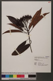 Photinia serrulata Lindl. 石楠