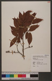 Lyonia ovalifolia ...