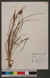 Carex liui T. Koya...