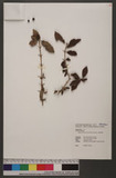 Randia sinensis (Lour.) Roem. & Schult. }