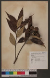 Lithocarpus amygda...