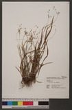 Luzula plumosa E. Meyer OW}P