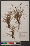 Carex atrata L. subsp. apodostachya (Ohwi) T. Koyama nG