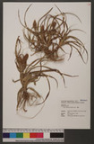 Carex satsumensis ...