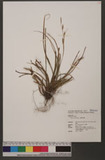 Carex sociata Boott JW
