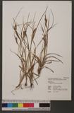 Carex liui T. Koyama & T. I. Chuang B