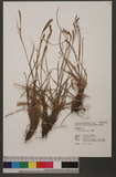 Carex brachyathera Ohwi J