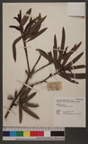 Podocarpus nakaii Hayata ʤC